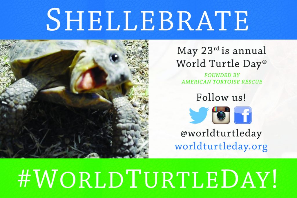 ‘Shellebrate’ World Turtle Day – May 23 | Family Choice Awards